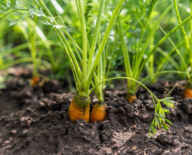 Çevreye Duyarlı Yaklaşım