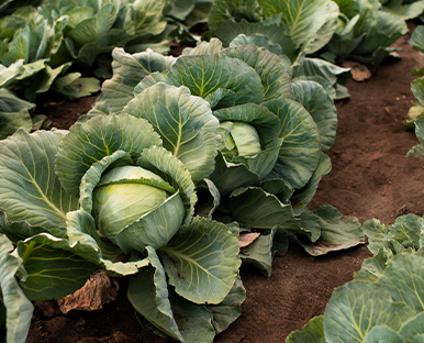 Doğru Bitki Besleme