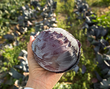 Doğal ve Güvenilir Ürünler